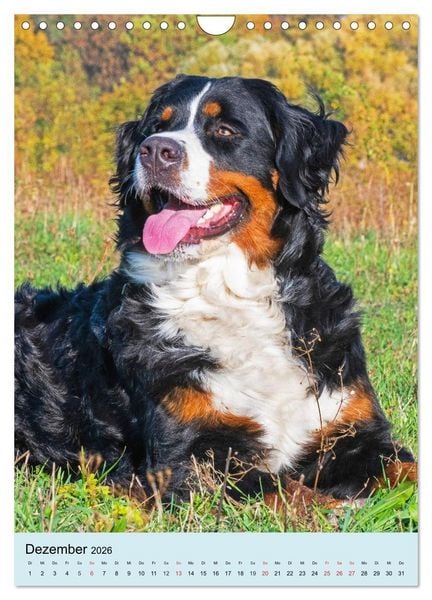 Produktbild: Berner Sennenhund - stark , sch&ouml;n und liebenswert (Wandkalender 2026 DIN A4 hoch), CALVENDO Monatskalender