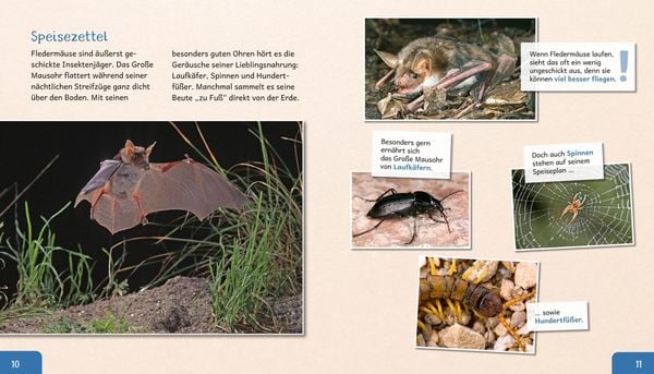 Produktbild: Meine gro&szlig;e Tierbibliothek: Die Fledermaus