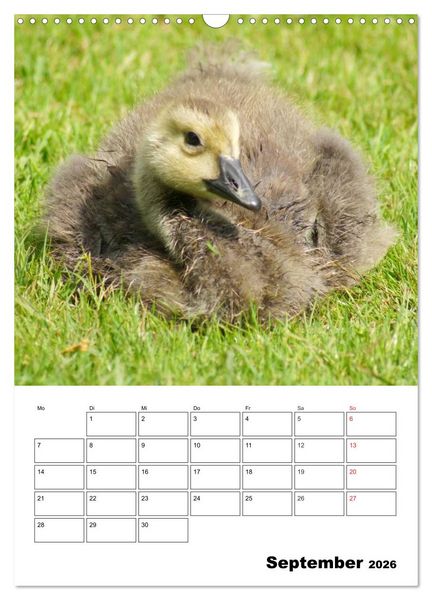 Produktbild: Gl&uuml;ckliche G&auml;nse (Wandkalender 2026 DIN A3 hoch), CALVENDO Monatskalender