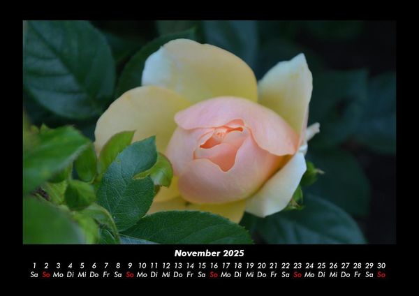 Produktbild: Blumentr&auml;ume 2025 Fotokalender DIN A3