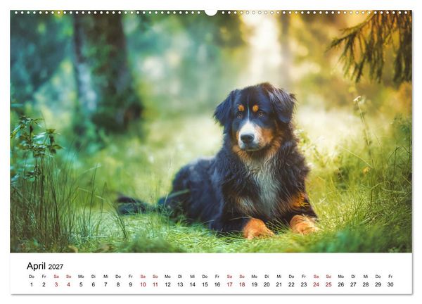 Produktbild: Stolz und Sanftmut - Berner Sennenhunde (Wandkalender 2027 DIN A2 quer), CALVENDO Monatskalender