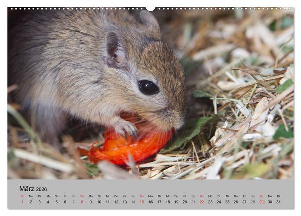 Produktbild: Mausebande (Wandkalender 2026 DIN A2 quer), CALVENDO Monatskalender