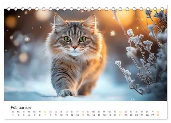 Produktbild: Katzen - Kalender f&uuml;r alle Miezenfans (Tischkalender 2026 DIN A5 quer), CALVENDO Monatskalender