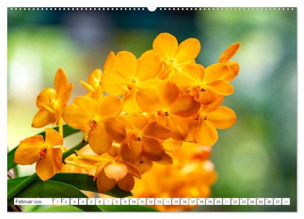 Produktbild: Orchidaceae - Orchideen (Wandkalender 2026 DIN A2 quer), CALVENDO Monatskalender
