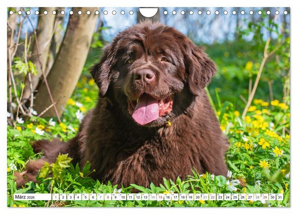 Produktbild: Neufundl&auml;nder - Ein b&auml;renstarker Freund (Wandkalender 2026 DIN A4 quer), CALVENDO Monatskalender