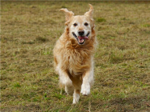 Produktbild: CALVENDO Puzzle Golden Retriever in Aktion 1000 Teile Lege-Gr&ouml;&szlig;e 64 x 48 cm Foto-Puzzle Bild von Kattobello