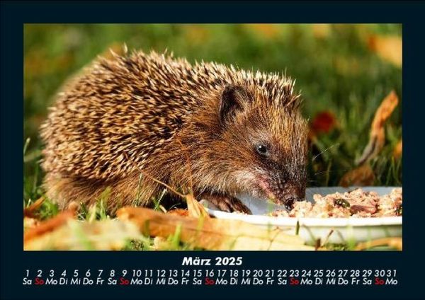 Produktbild: Der Tierkalender 2025 Fotokalender DIN A5