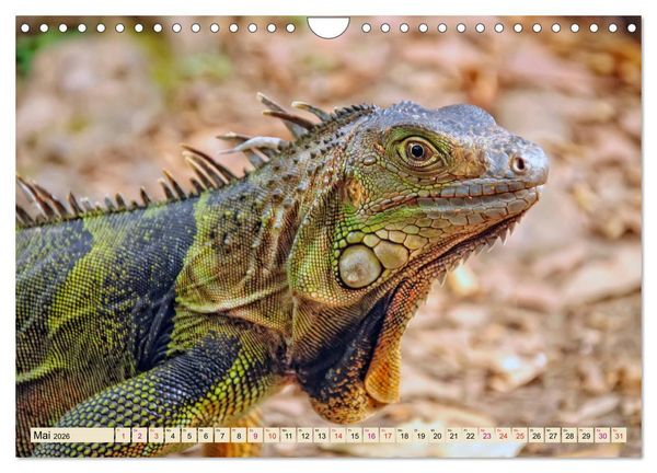 Produktbild: Wundersch&ouml;ner Leguan (Wandkalender 2026 DIN A4 quer), CALVENDO Monatskalender