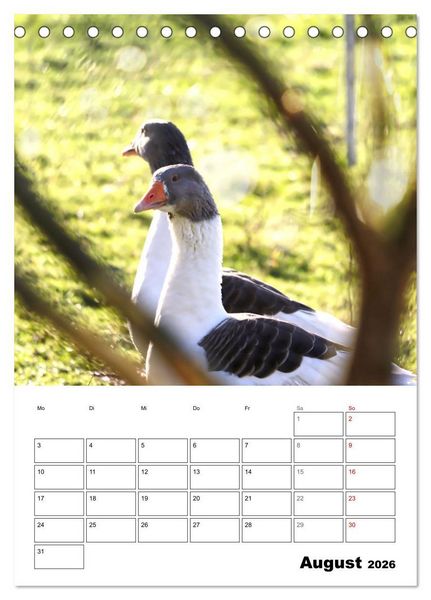 Produktbild: G&auml;nse, geliebte Wasserv&ouml;gel (Tischkalender 2026 DIN A5 hoch), CALVENDO Monatskalender