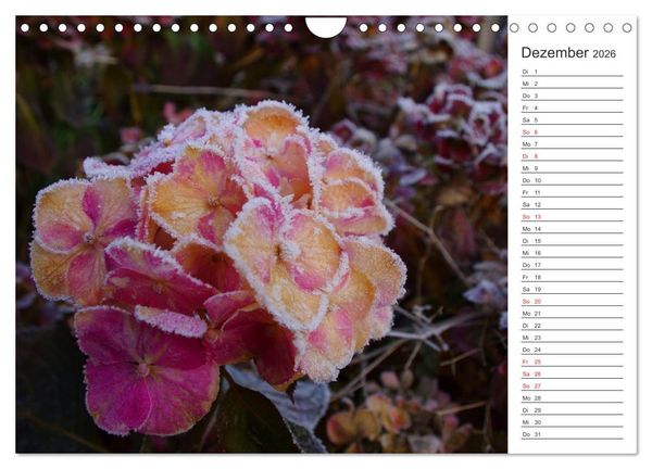 Produktbild: Blumenfreude Terminkalender (Wandkalender 2026 DIN A4 quer), CALVENDO Monatskalender