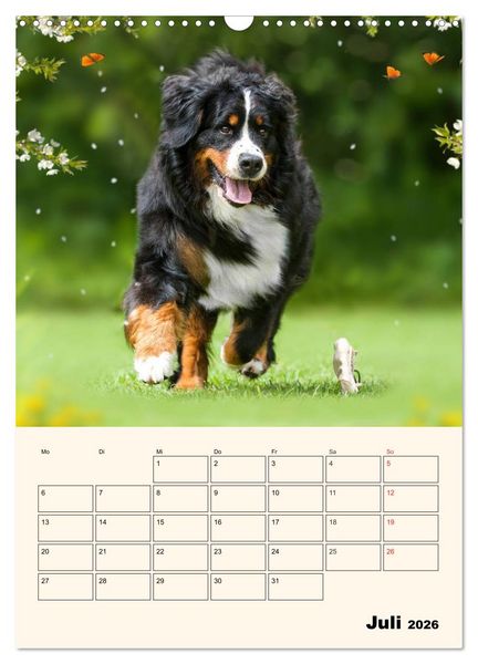 Produktbild: Traumhaft sch&ouml;n - Der Berner Sennenhund (Wandkalender 2026 DIN A3 hoch), CALVENDO Monatskalender