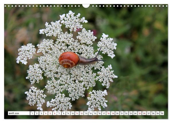 Produktbild: Admirons les escargots (Calendrier mural 2026 DIN A3 vertical), CALVENDO calendrier mensuel