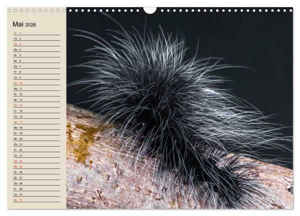 Produktbild: Raupen. Skurrile Verwandlungsk&uuml;nstler (Wandkalender 2026 DIN A3 quer), CALVENDO Monatskalender