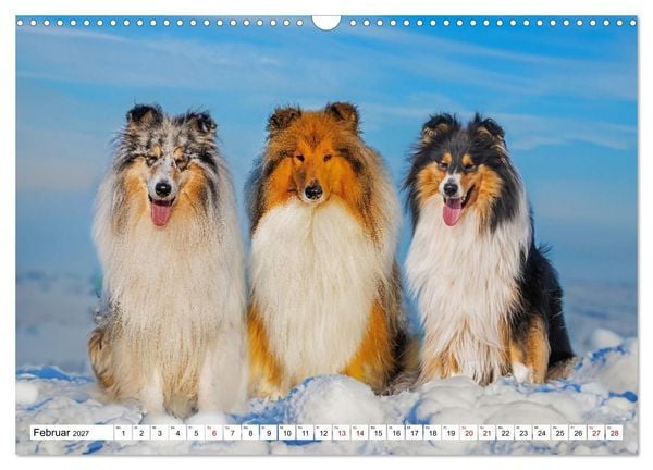Produktbild: Traumhund Collie - Mein bester Freund (Wandkalender 2027 DIN A3 quer), CALVENDO Monatskalender