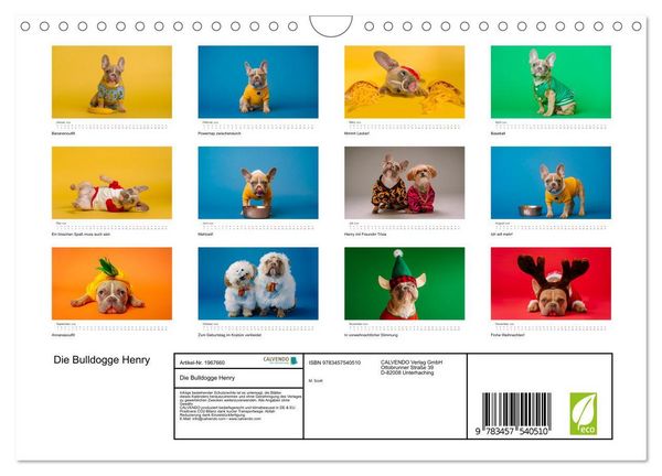 Produktbild: Die Bulldogge Henry (Wandkalender 2026 DIN A4 quer), CALVENDO Monatskalender