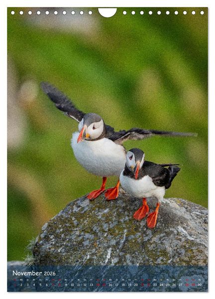 Produktbild: Naturerlebnis Puffin (Wandkalender 2026 DIN A4 hoch), CALVENDO Monatskalender