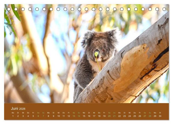 Produktbild: Koalas, putzige Gesellen (Tischkalender 2026 DIN A5 quer), CALVENDO Monatskalender