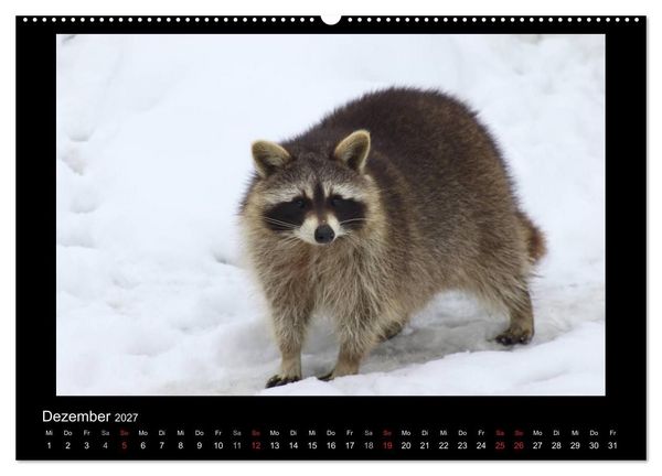 Produktbild: Waschb&auml;ren (hochwertiger Premium Wandkalender 2027 DIN A2 quer), Kunstdruck in Hochglanz