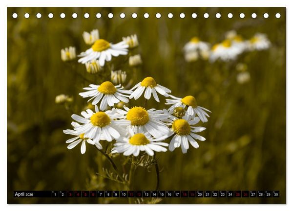 Produktbild: Sachsens Landschaften (Tischkalender 2026 DIN A5 quer), CALVENDO Monatskalender