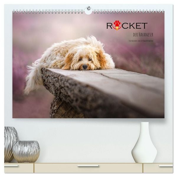 Produktbild: Rocket der Havaneser (hochwertiger Premium Wandkalender 2027 DIN A2 quer), Kunstdruck in Hochglanz