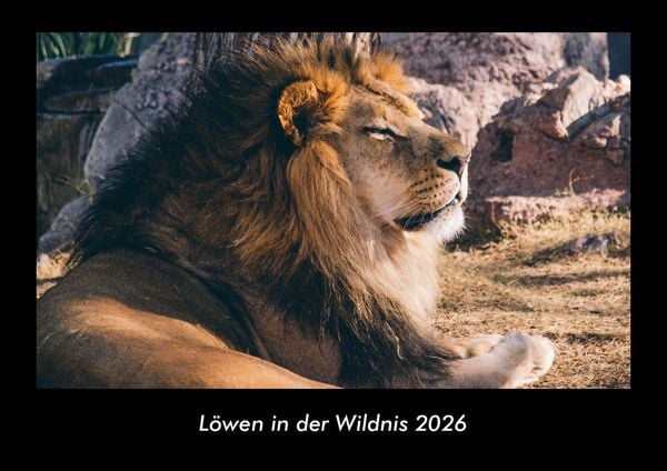Produktbild: L&ouml;wen in der Wildnis 2026 Fotokalender DIN A3