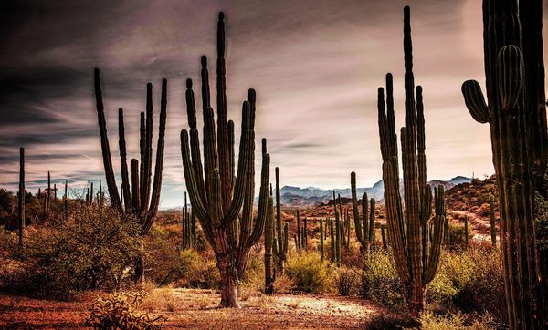 Produktbild: Baja California