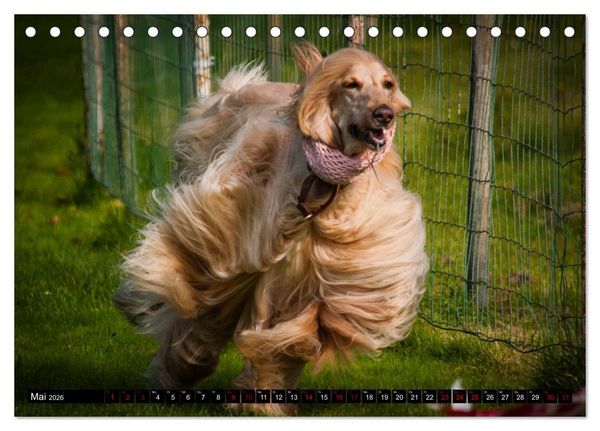 Produktbild: Windhunde - eine Leidenschaft (Tischkalender 2026 DIN A5 quer), CALVENDO Monatskalender