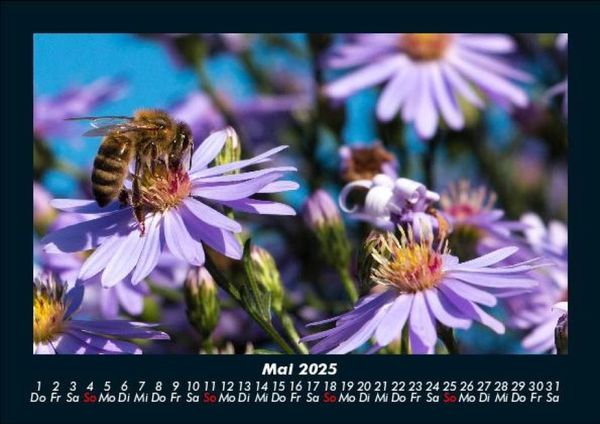 Produktbild: Bien 2025 Fotokalender DIN A5