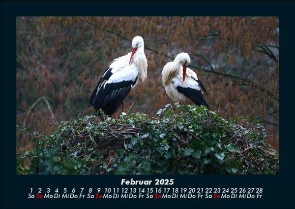 Produktbild: V&ouml;gel 2025 Fotokalender DIN A5