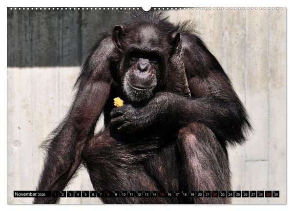 Produktbild: Schimpansen (hochwertiger Premium Wandkalender 2026 DIN A2 quer), Kunstdruck in Hochglanz