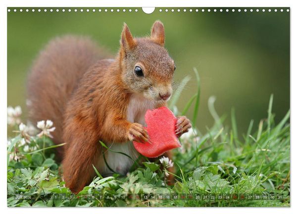 Produktbild: Eichh&ouml;rnchen Luna und ihre Kinder (Wandkalender 2026 DIN A3 quer), CALVENDO Monatskalender