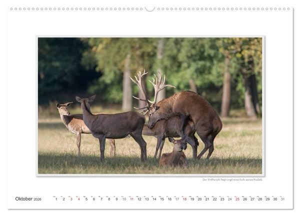 Produktbild: Emotionale Momente: Tierischer Sex. (Wandkalender 2026 DIN A2 quer), CALVENDO Monatskalender