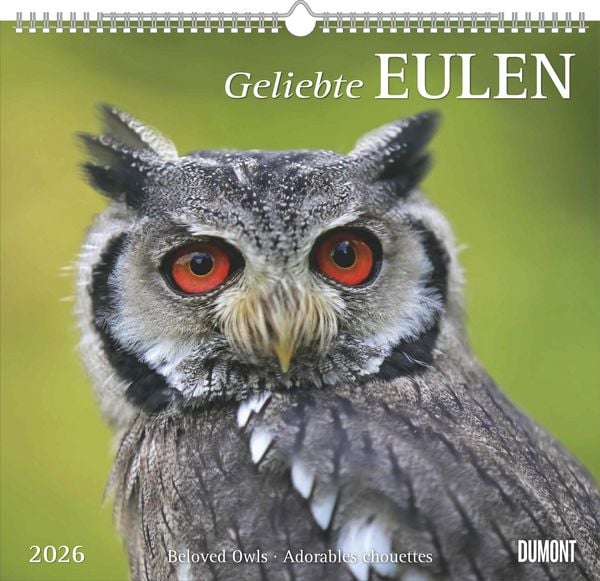 DUMONT - Geliebte Eulen 2026 – Wandkalender 38 x 36 cm, Tierkalender mit 12 Eulenmotiven, für Natur- und Tierliebhaber
