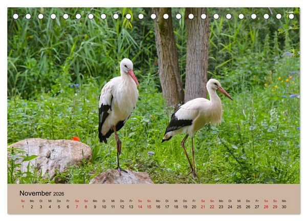 Produktbild: Der Storchenkalender (Tischkalender 2026 DIN A5 quer), CALVENDO Monatskalender