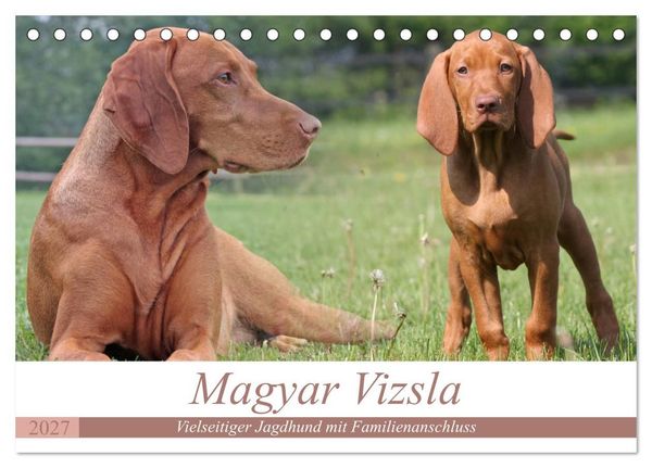 Produktbild: Magyar Vizsla - Vielseitiger Jagdhund mit Familienanschluss (Tischkalender 2027 DIN A5 quer), CALVENDO Monatskalender