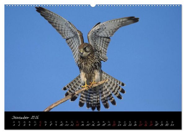 Produktbild: Heimische Eulen und Greife (hochwertiger Premium Wandkalender 2026 DIN A2 quer), Kunstdruck in Hochglanz
