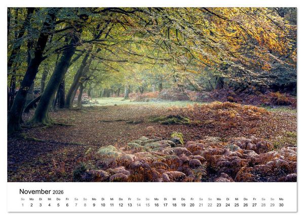 Produktbild: Magie der W&auml;lder Britanniens (Wandkalender 2026 DIN A4 quer), CALVENDO Monatskalender