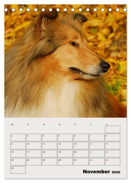 Produktbild: Collies - Freunde f&uuml;r&acute;s Leben (Tischkalender 2026 DIN A5 hoch), CALVENDO Monatskalender