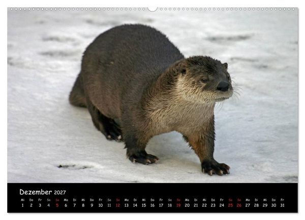 Produktbild: Putzige Fischj&auml;ger (hochwertiger Premium Wandkalender 2027 DIN A2 quer), Kunstdruck in Hochglanz