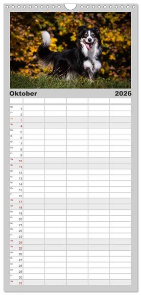 Produktbild: Familienplaner 2026 - Australian Shepherd - Traum auf vier Pfoten mit 5 Spalten (Wandkalender, 21 x 45 cm) CALVENDO