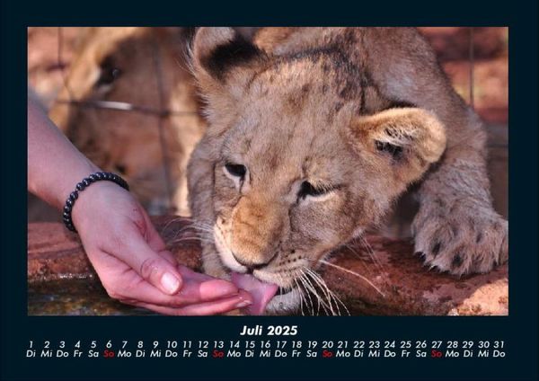 Produktbild: L&ouml;wen in der Wildnis 2025 Fotokalender DIN A4