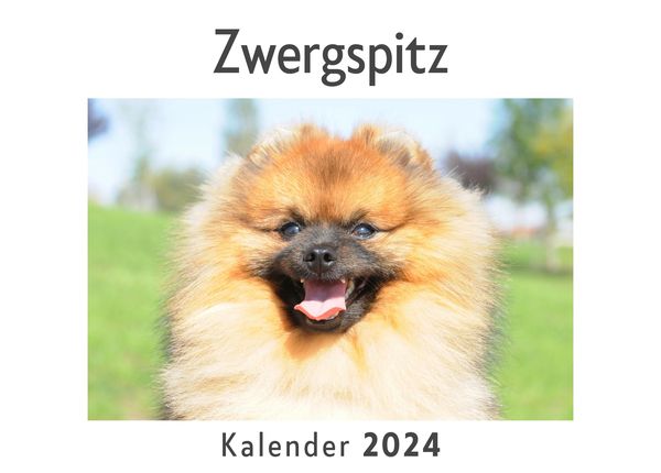 Produktbild: Zwergspitz (Wandkalender 2024, Kalender DIN A4 quer, Monatskalender im Querformat mit Kalendarium, Das perfekte Geschenk)