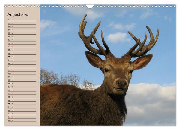 Produktbild: Rotwild. Edle Hirsche, stolze K&uuml;he (Wandkalender 2026 DIN A3 quer), CALVENDO Monatskalender