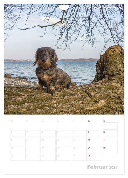 Produktbild: Der Dackel (M)ein treuer Weggef&auml;hrte (Wandkalender 2026 DIN A4 hoch), CALVENDO Monatskalender