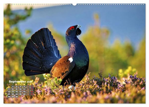 Produktbild: Stark wie der Auerhahn (hochwertiger Premium Wandkalender 2026 DIN A2 quer), Kunstdruck in Hochglanz