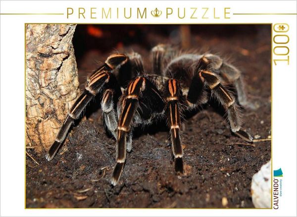 Produktbild: CALVENDO Puzzle Rotfu&szlig;vogelspinne | 1000 Teile Lege-Gr&ouml;&szlig;e 64x48cm Foto-Puzzle f&uuml;r gl&uuml;ckliche Stunden