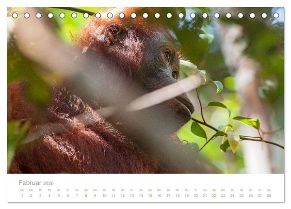 Produktbild: Orang-Utans Menschenaffen auf Borneo (Tischkalender 2026 DIN A5 quer), CALVENDO Monatskalender