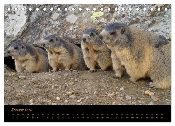 Produktbild: Wildlife - Verspielte Murmeltiere (Tischkalender 2026 DIN A5 quer), CALVENDO Monatskalender