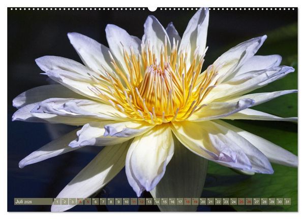 Produktbild: Magische Super-Makros (hochwertiger Premium Wandkalender 2026 DIN A2 quer), Kunstdruck in Hochglanz