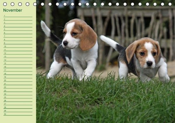 Produktbild: Puppies Birthday Calendar / UK-Version (Table Calendar perpetual DIN A5 Landscape)